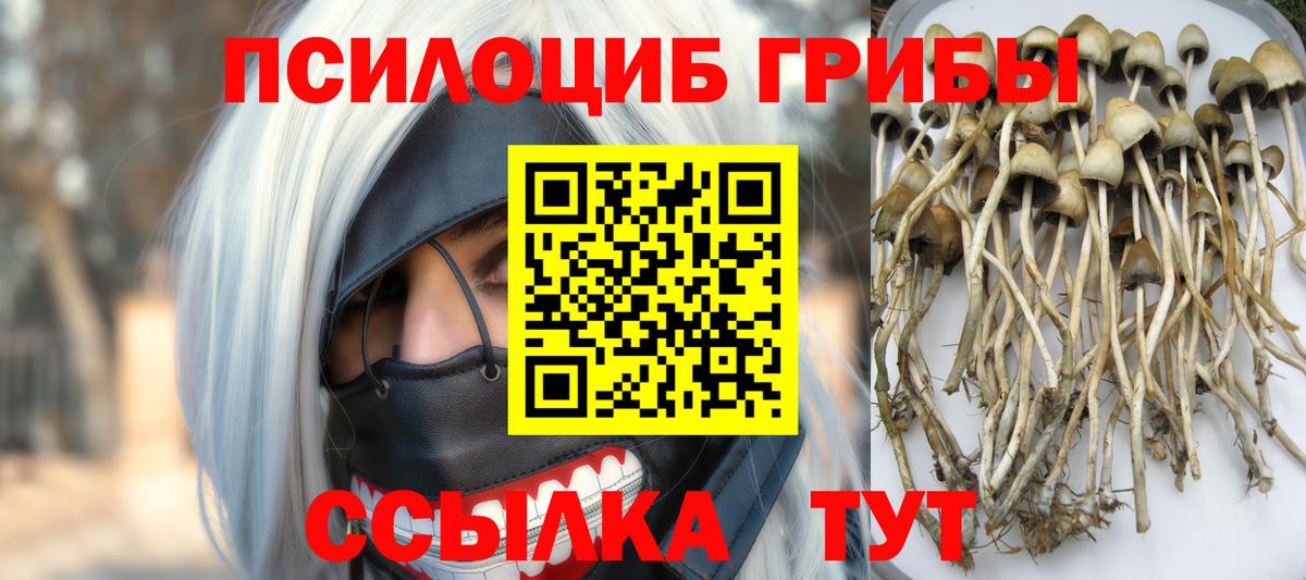 Галлюциногенные грибы Psilocybe Балахна